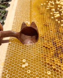 L'astuce du miel pour la mémoire